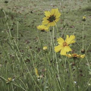 西安机床生产厂家用小蛙营销导航
